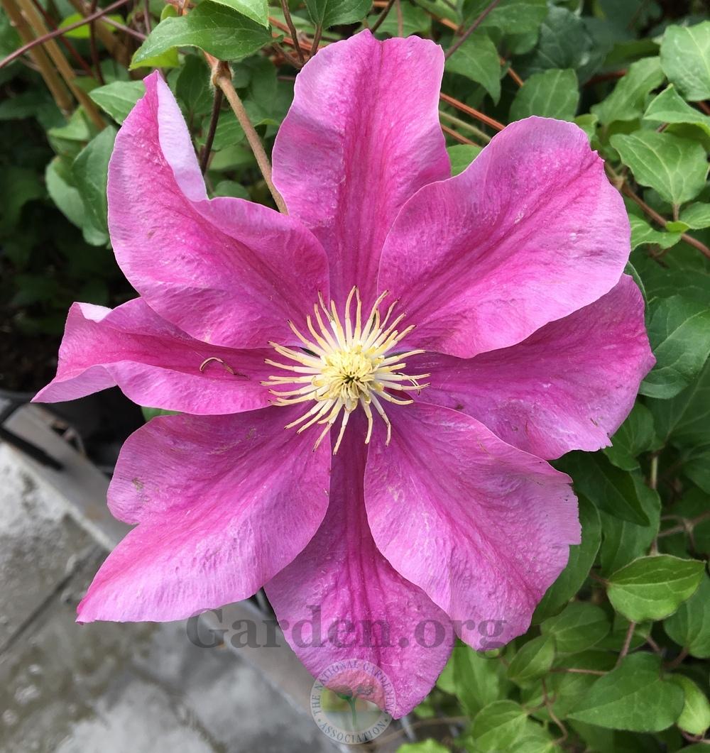 Photo of Clematis 'Sunset' uploaded by BlueOddish