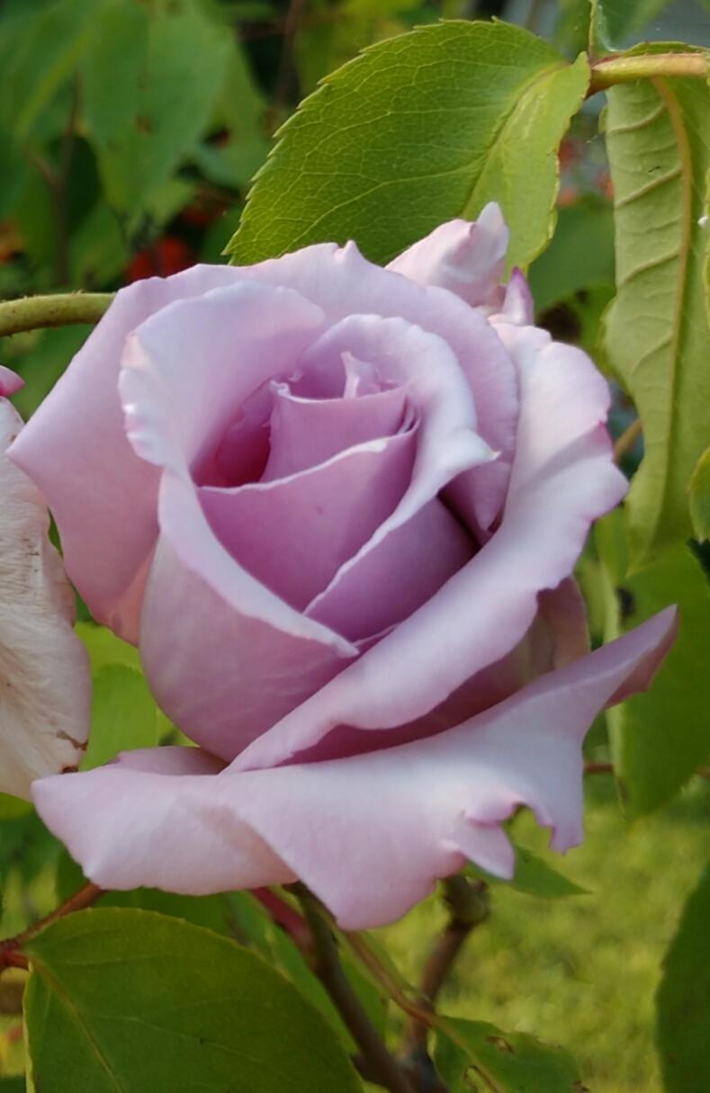 Photo of Roses (Rosa) uploaded by CarolRanney