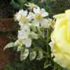 Rosa wichurana variegata - Variegated Memorial Rose 'Curiosity'. 