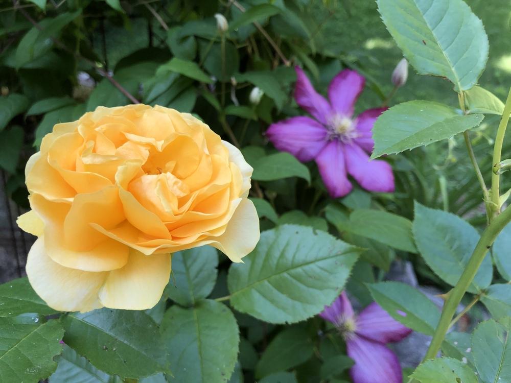 Photo of Floribunda Rose (Rosa 'Julia Child') uploaded by Jillz