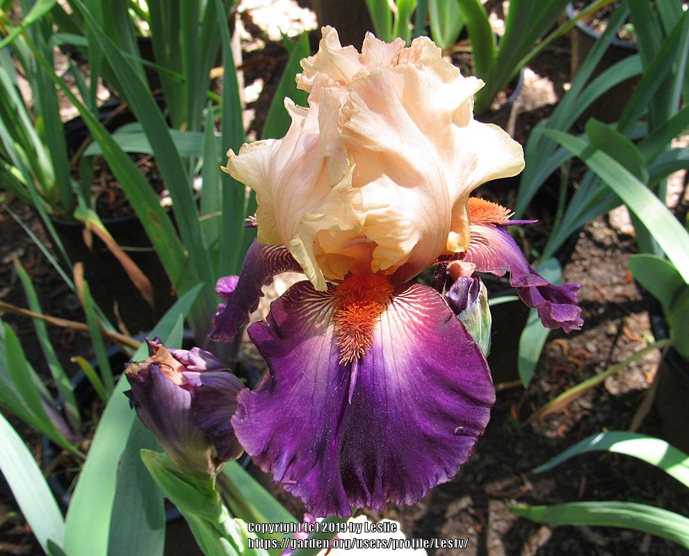 Photo of Tall Bearded Iris (Iris 'Foot Stompin') uploaded by Lestv