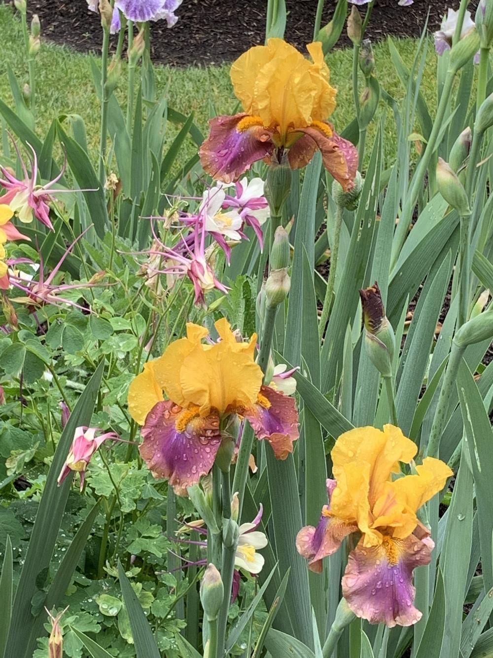 Photo of Tall Bearded Iris (Iris 'Megabucks') uploaded by Rebekah
