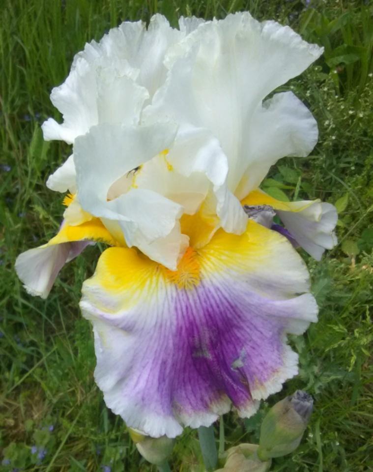 Photo of Tall Bearded Iris (Iris 'Beacon of Light') uploaded by Tiff2884