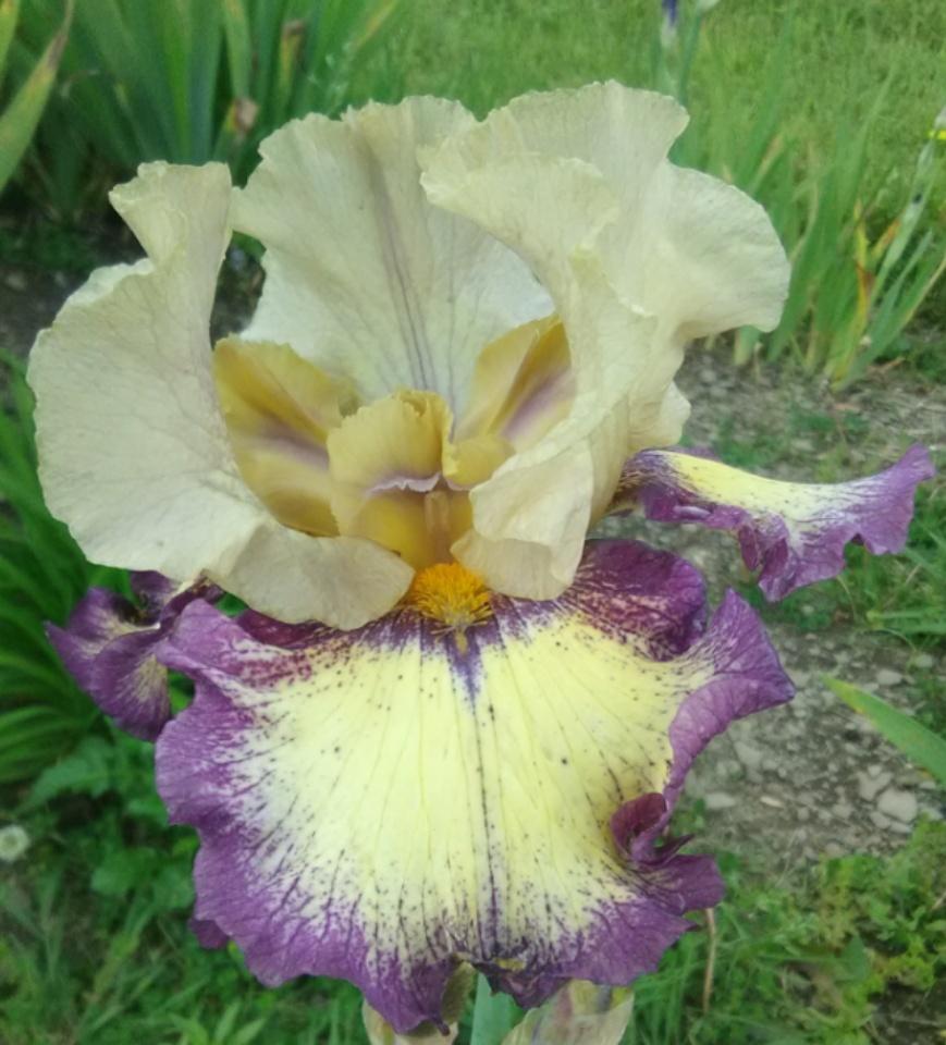 Photo of Tall Bearded Iris (Iris 'Exactitude') uploaded by Tiff2884