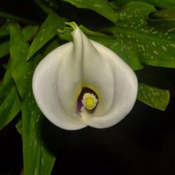 Location: Botanical Gardens of the State of Georgia...Athens, Ga
Date: 2019-05-21
White Spotted Leaf Calla Lily 005