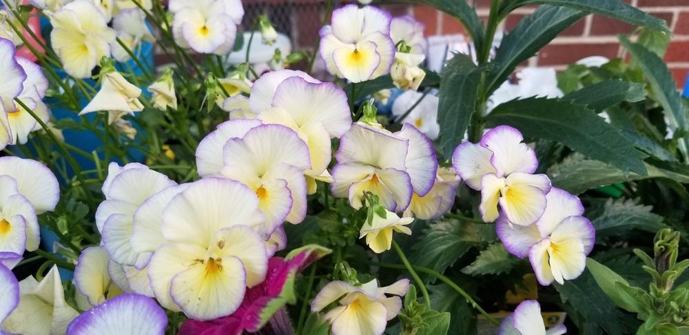 Photo of Violet (Viola 'Etain') uploaded by mystlw