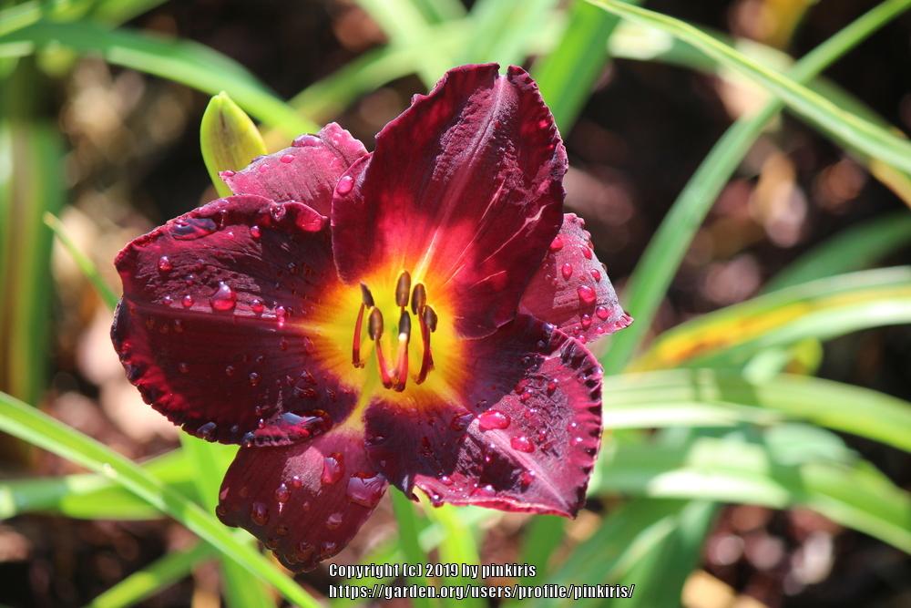 Photo of Daylily (Hemerocallis 'Tuscawilla Blackout') uploaded by pinkiris