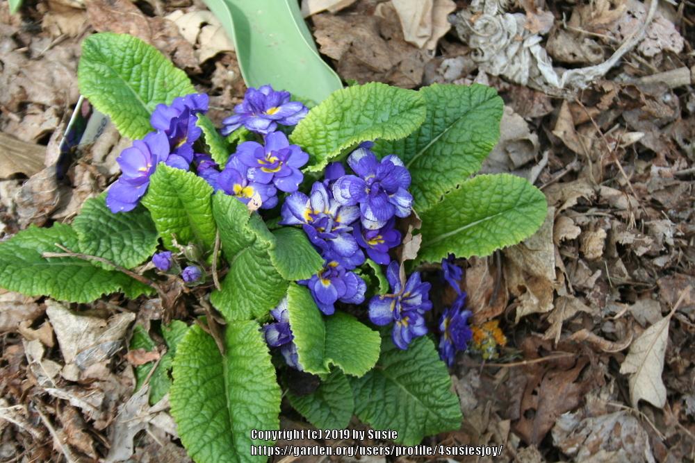 Photo of Primrose (Primula vulgaris Belarina® Cobalt Blue) uploaded by 4susiesjoy