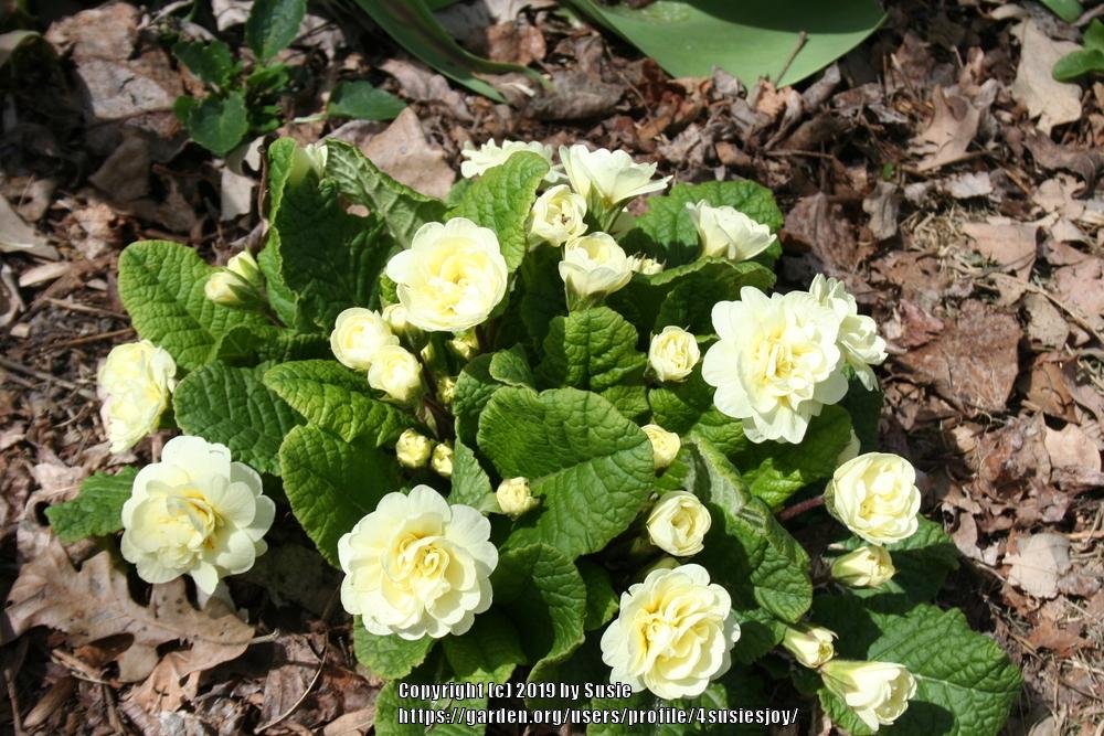Photo of English Primrose (Primula vulgaris Belarina® Cream) uploaded by 4susiesjoy