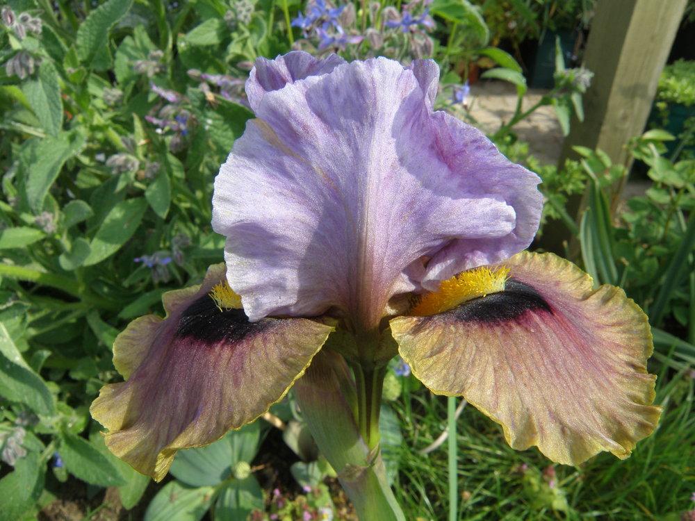 Photo of Arilbred Iris (Iris 'Eye to Eye') uploaded by IrisLilli