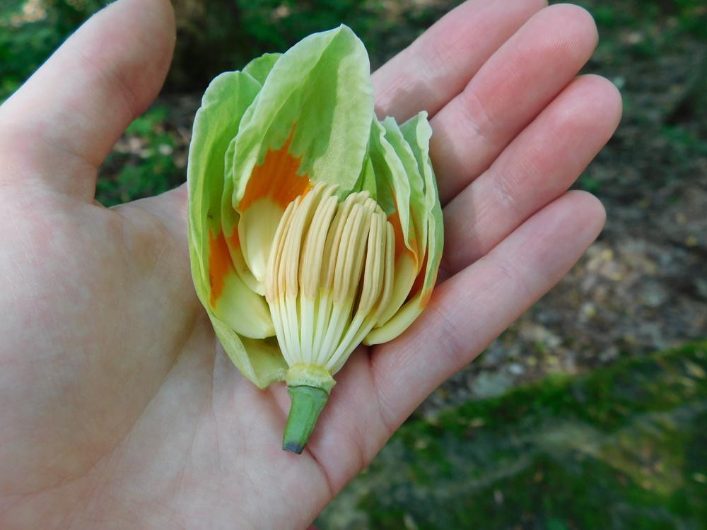 Photo of Tulip Poplar (Liriodendron tulipifera) uploaded by JHeirloomSeeds