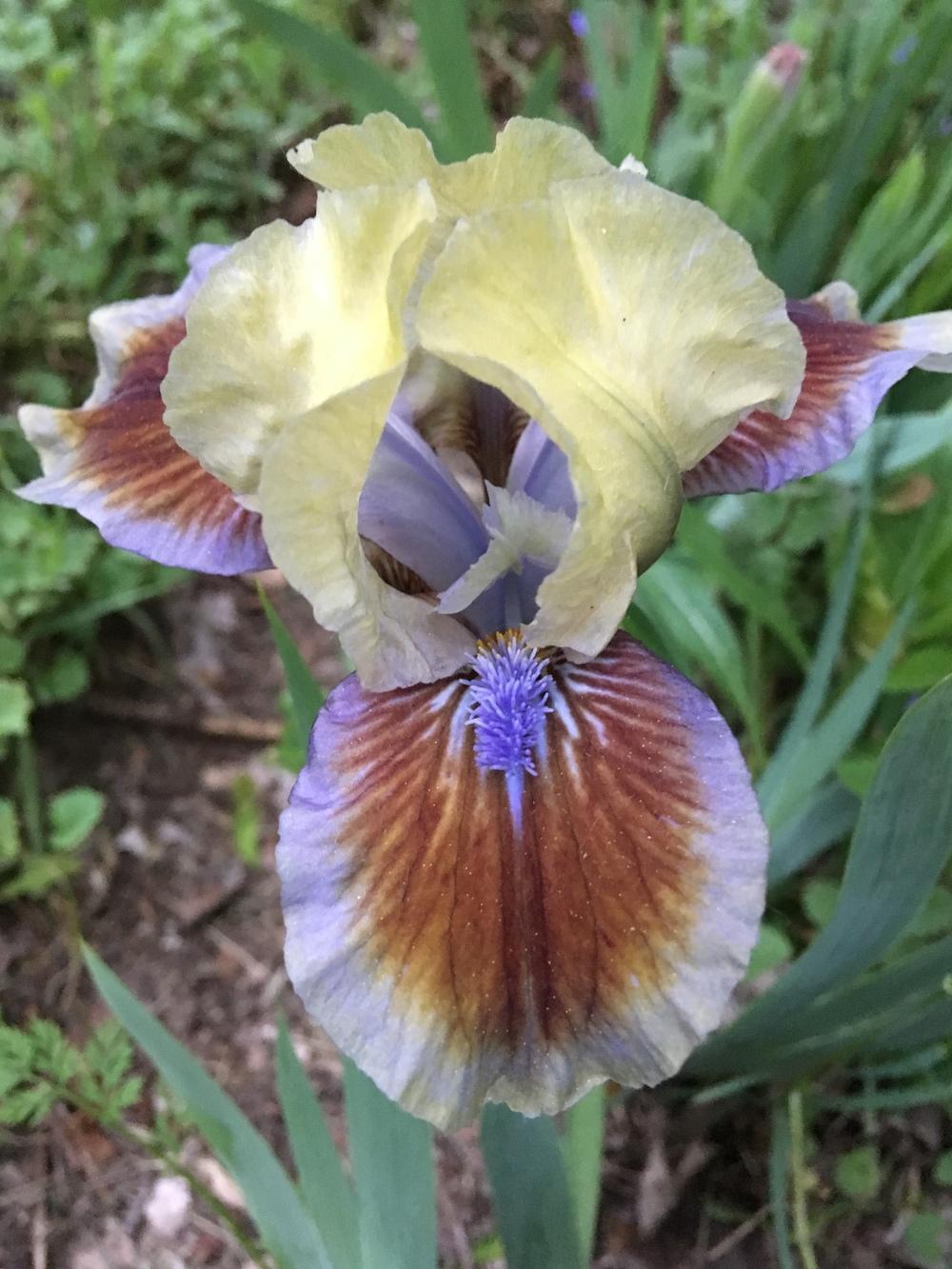 Photo of Standard Dwarf Bearded Iris (Iris 'Rainbow Rim') uploaded by Lbsmitty