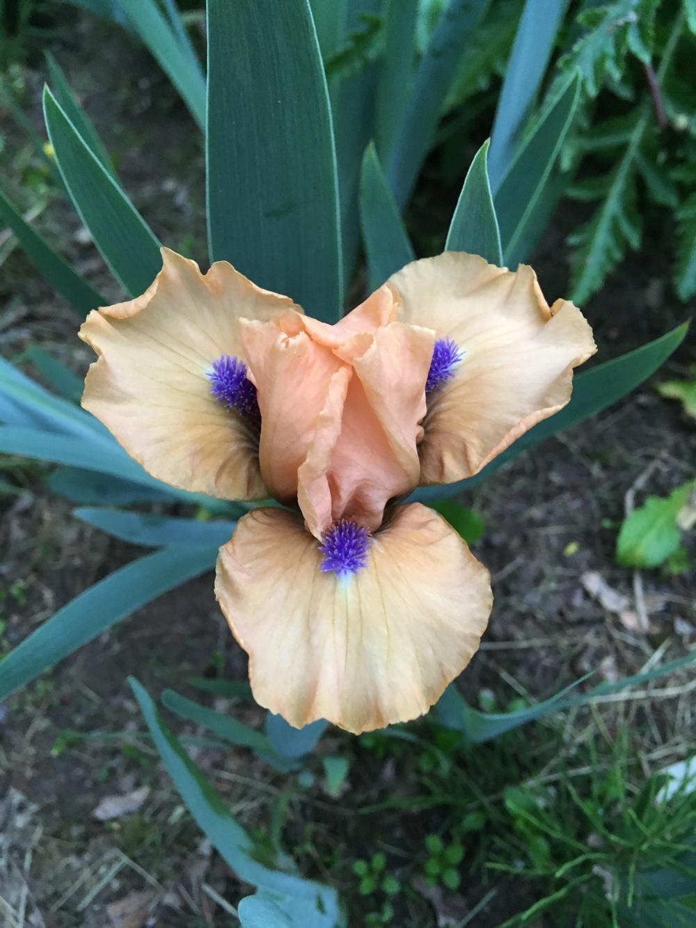Photo of Standard Dwarf Bearded Iris (Iris 'Decorum') uploaded by Lbsmitty