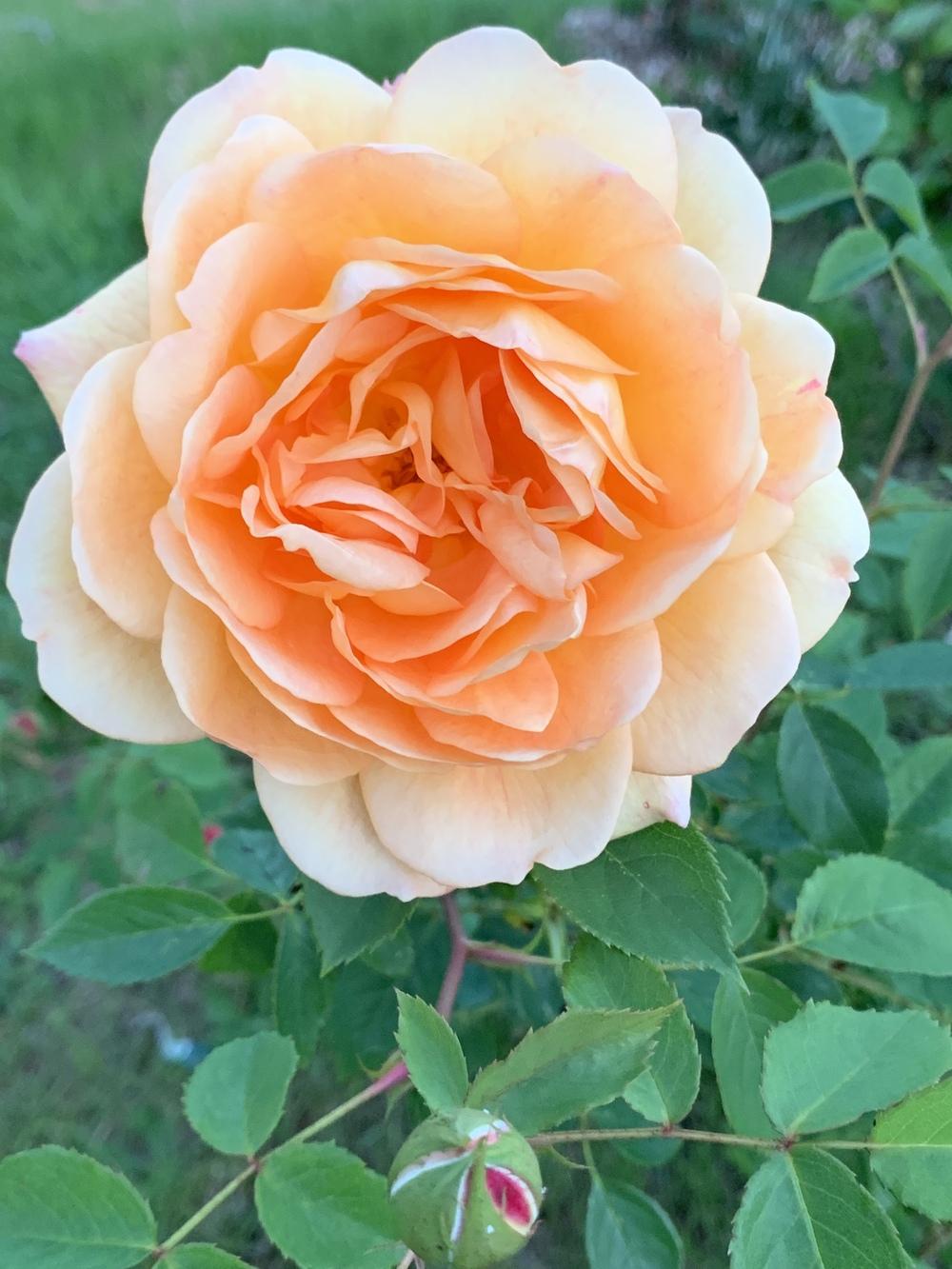 Photo of English Shrub Rose (Rosa 'Lady of Shalott') uploaded by Rebekah