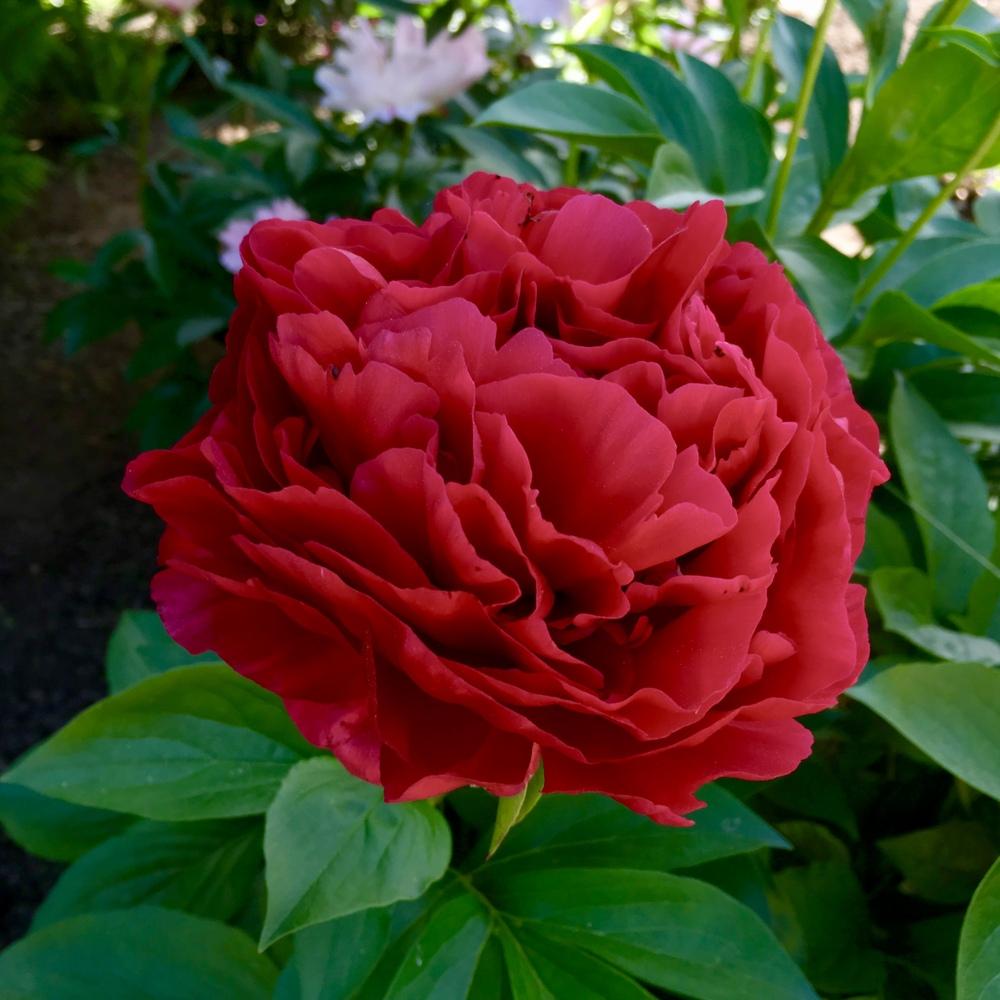 Photo of Peony (Paeonia 'Old Faithful') uploaded by csandt