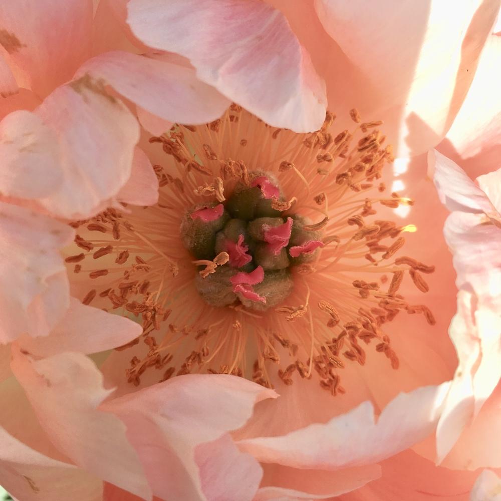 Photo of Garden Peony (Paeonia 'Coral Charm') uploaded by csandt