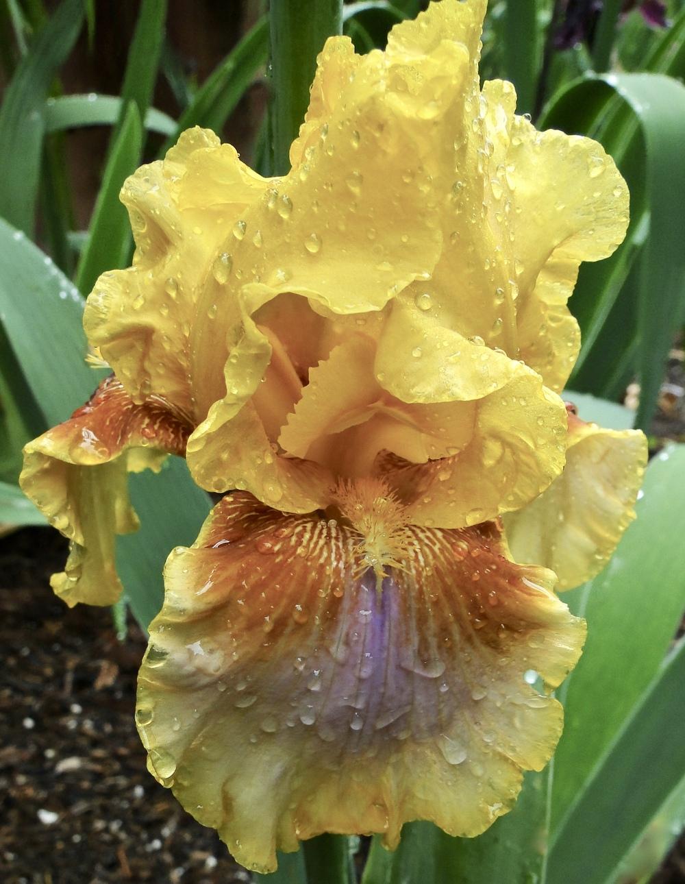 Photo of Tall Bearded Iris (Iris 'Strange Brew') uploaded by golden_goddess
