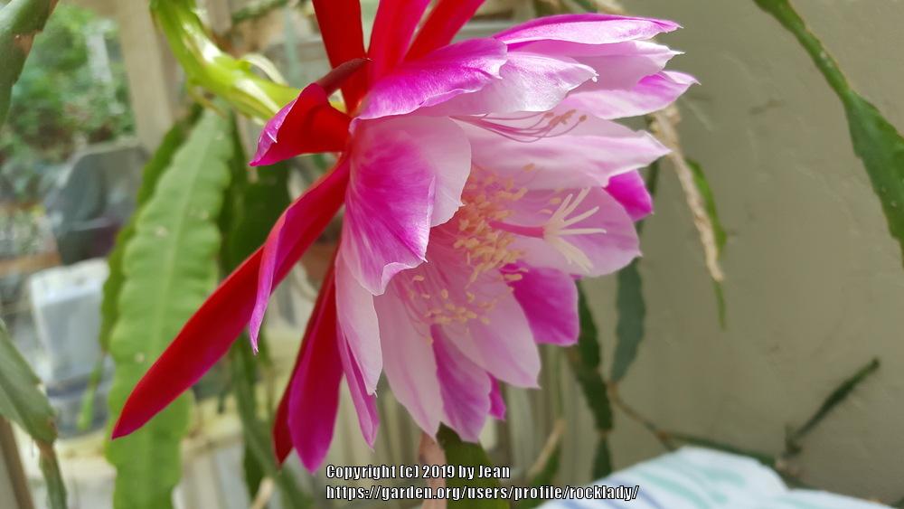 Photo of Hybrid Epiphyllum (Epiphyllum 'Chuck N Jerry') uploaded by rocklady