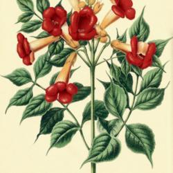 
Date: c. 1868
illustration by A. J. Wendel from Witte's 'Flora', 1868