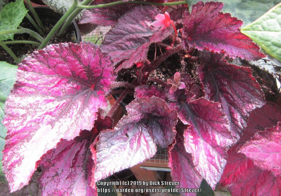 Photo of Begonia 'Hugh McLauchlan' uploaded by Strever