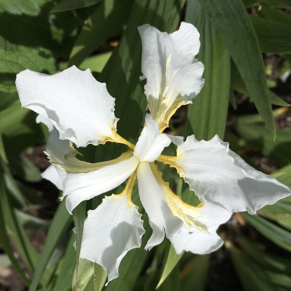Photo of Species Iris (Iris tectorum 'Alba') uploaded by csandt