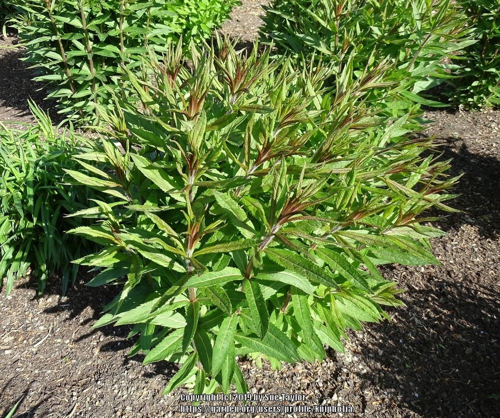 Photo of Culver's Root (Veronicastrum virginicum) uploaded by kniphofia