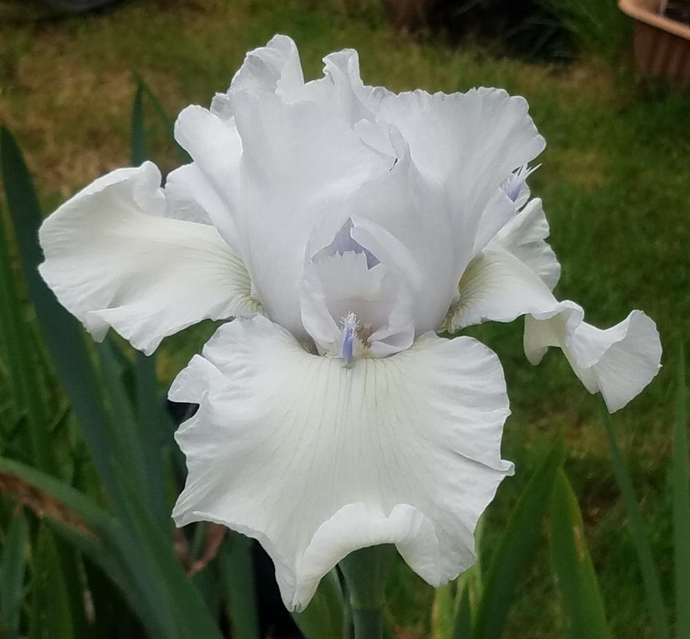 Photo of Tall Bearded Iris (Iris 'Alabaster Unicorn') uploaded by mesospunky