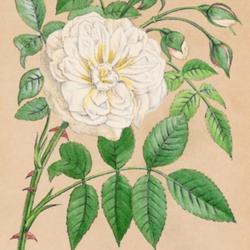 
Date: c. 1873
illustration from Forney and Jamain's 'Les Roses', 1873