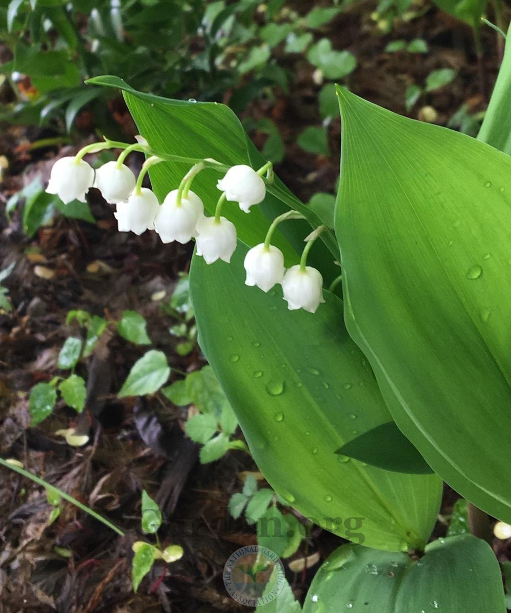 Photo of Lily Of The Valley (Convallaria majalis) uploaded by BlueOddish