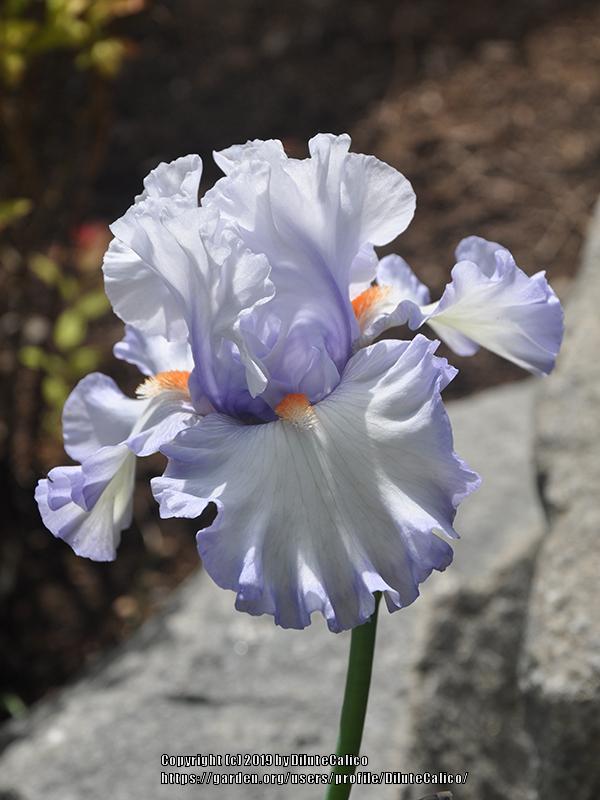 Photo of Tall Bearded Iris (Iris 'Waterline') uploaded by DiluteCalico