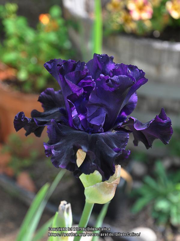 Photo of Tall Bearded Iris (Iris 'Black Lipstick') uploaded by DiluteCalico