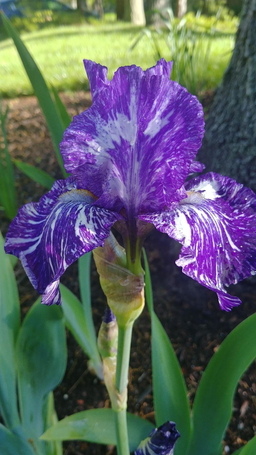 Photo of Border Bearded Iris (Iris 'Batik') uploaded by ElyceC