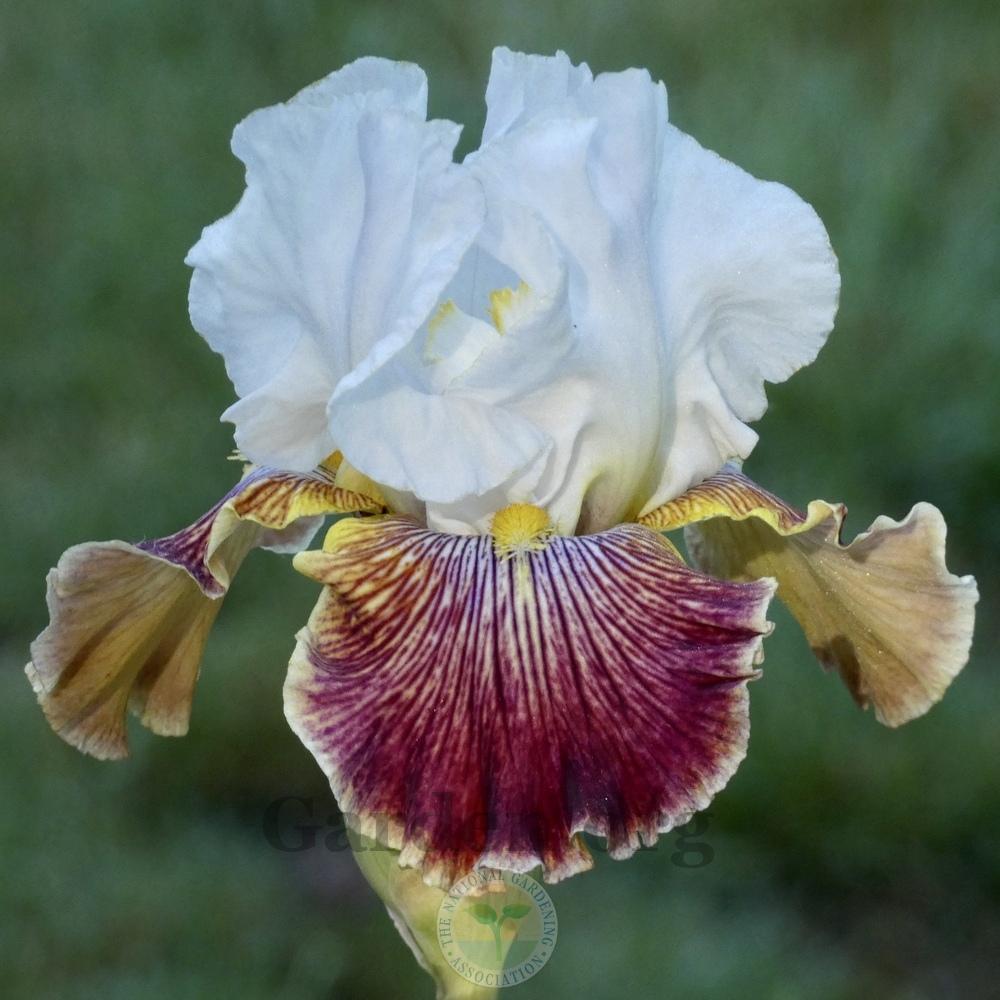 Photo of Tall Bearded Iris (Iris 'Scatterbrain') uploaded by Patty