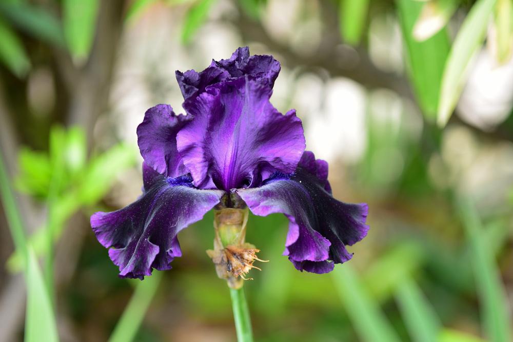 Photo of Tall Bearded Iris (Iris 'Nuit Satinée') uploaded by cliftoncat
