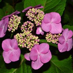 Location: Botanical Gardens of the State of Georgia...Athens, Ga
Date: 2019-05-24
Hydrangea macrophylla - Twist And Shout 001