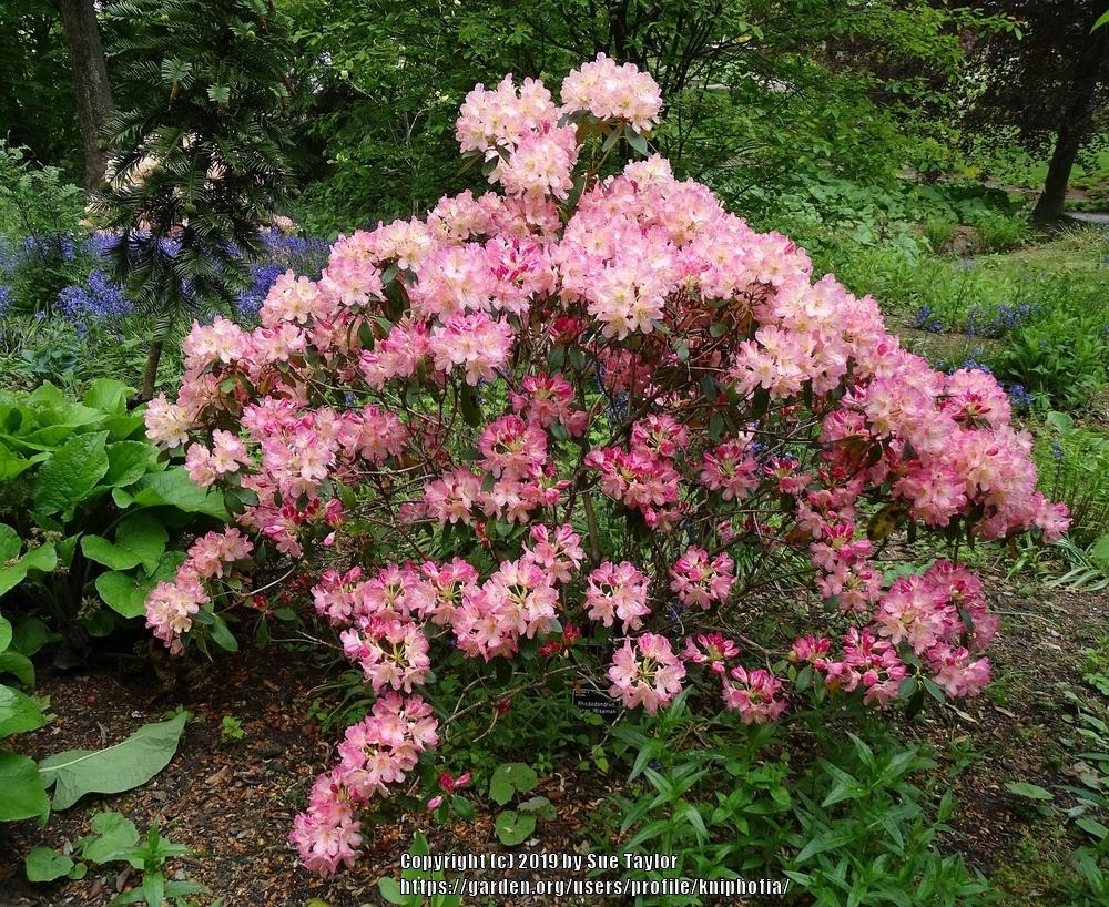Photo of Rhododendron 'Percy Wiseman' uploaded by kniphofia