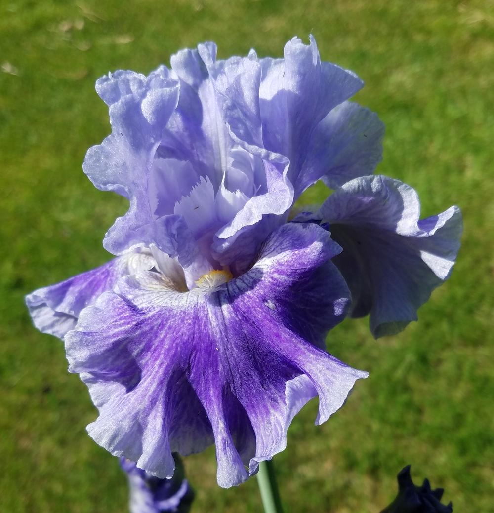 Photo of Tall Bearded Iris (Iris 'Inside Job') uploaded by mesospunky