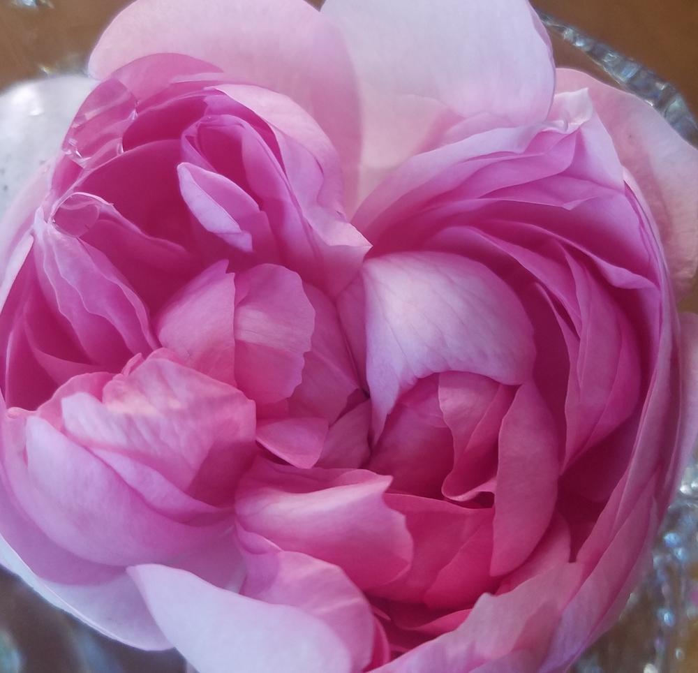 Photo of Rose (Rosa 'Sidonie') uploaded by OrganicJen