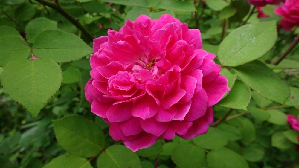 Photo of Rose (Rosa 'Sophy's Rose') uploaded by critterologist