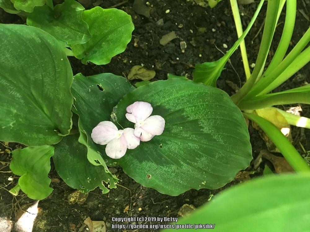 Photo of Peacock Ginger (Kaempferia pulchra) uploaded by piksihk