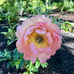 Location: Victoria, BC
Date: 2019-05-26
Flower still looks amazing even faded