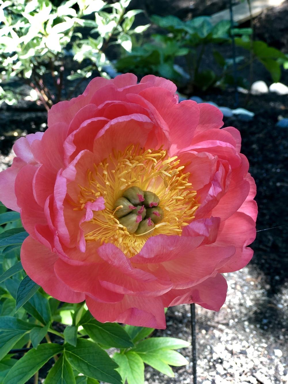 Photo of Peony (Paeonia 'Coral Sunset') uploaded by AngieVanIsld