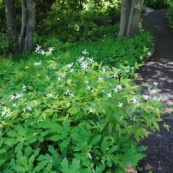 Location: Jenkins Arboretum in Berwyn, Pennsylvania
Date: 2019-05-26
plant in white bloom in perennial border