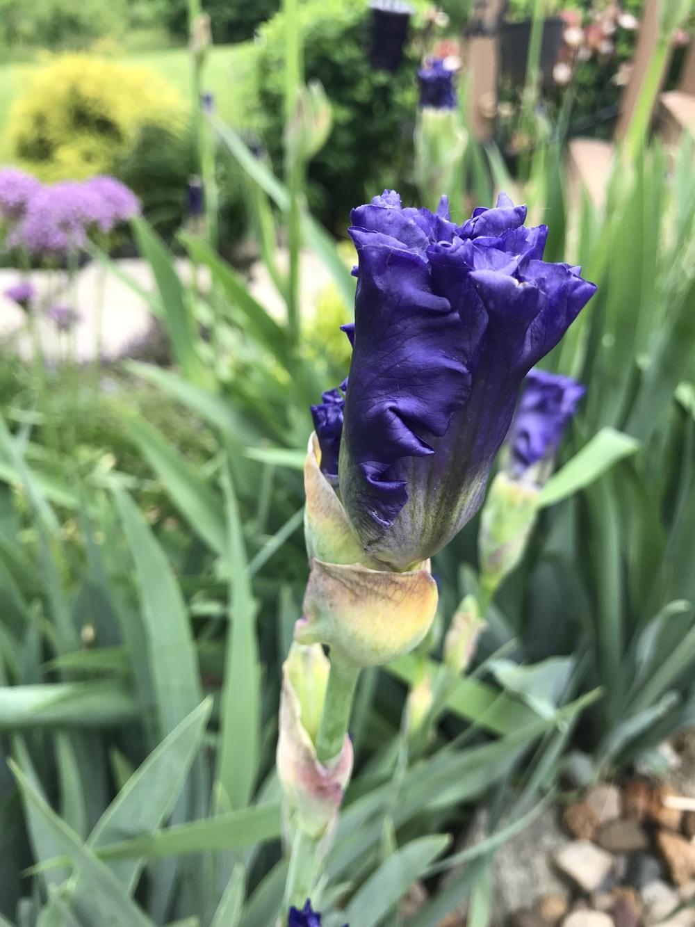 Photo of Tall Bearded Iris (Iris 'Blue Suede Shoes') uploaded by Legalily