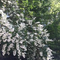 Location: Washington, DC
Date: 2019-05-24
Close up illustrating arching form, blooms on a partial sun woodl