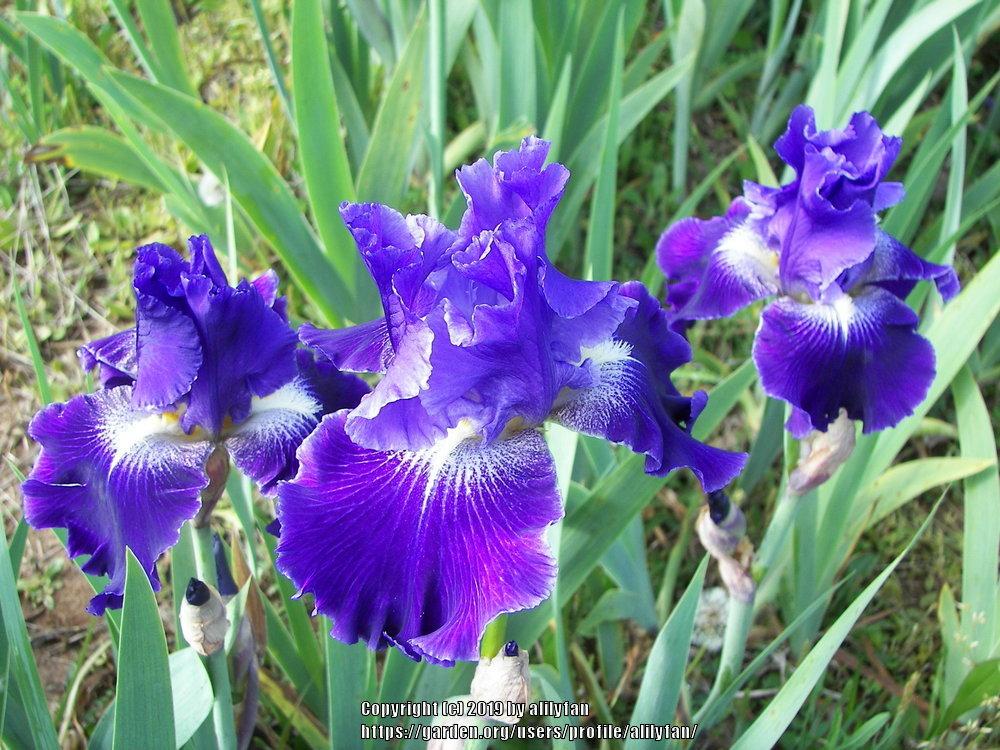 Photo of Tall Bearded Iris (Iris 'Daughter of Stars') uploaded by alilyfan