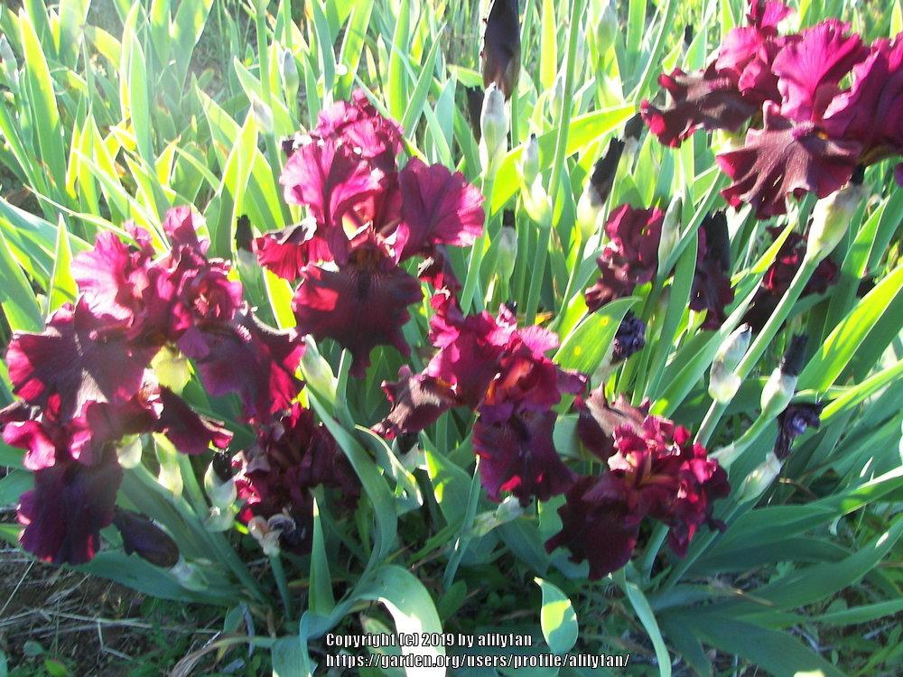 Photo of Tall Bearded Iris (Iris 'Rio Rojo') uploaded by alilyfan