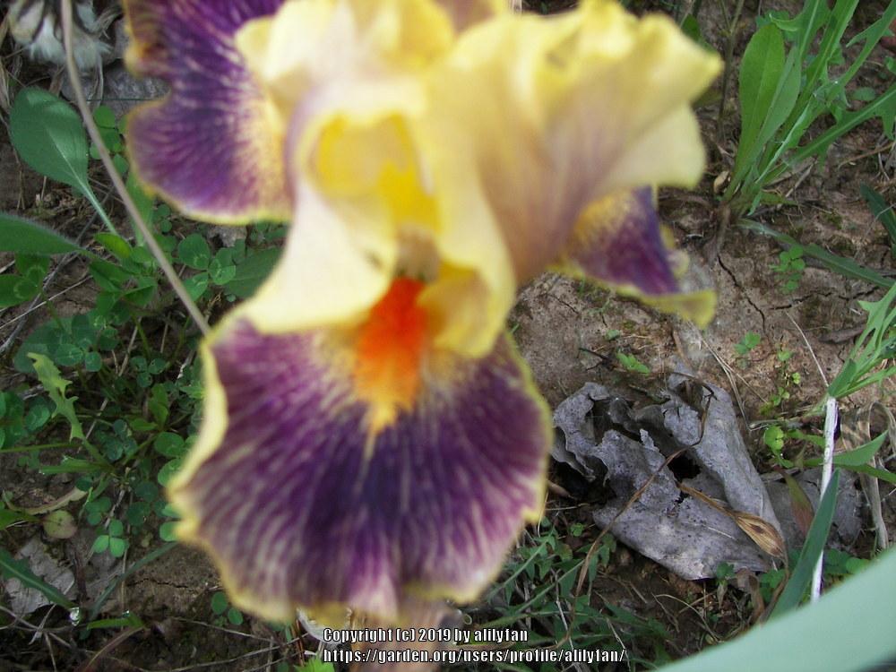 Photo of Intermediate Bearded Iris (Iris 'Delirium') uploaded by alilyfan