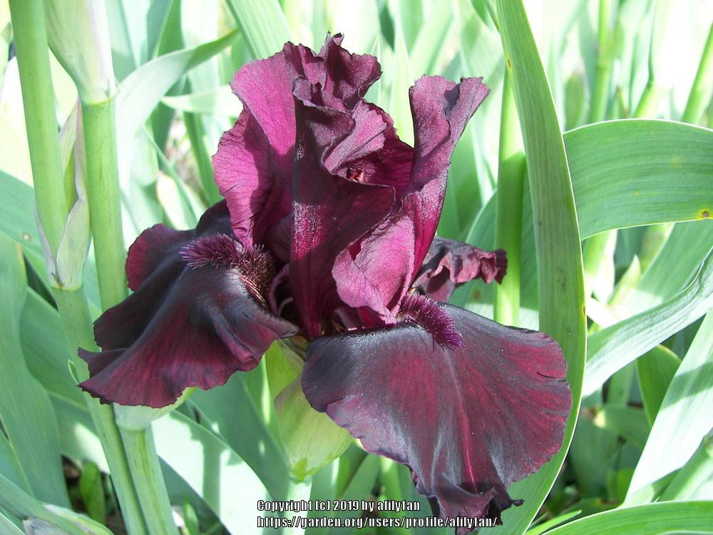 Photo of Tall Bearded Iris (Iris 'Rio Rojo') uploaded by alilyfan