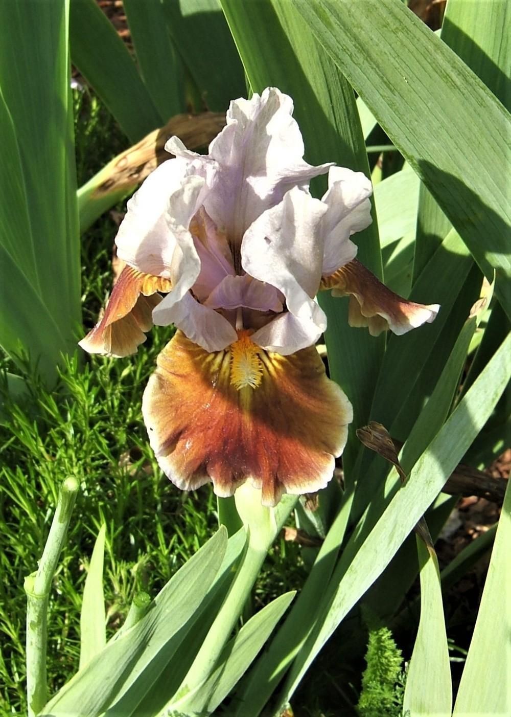 Photo of Intermediate Bearded Iris (Iris 'Man's Best Friend') uploaded by pirl